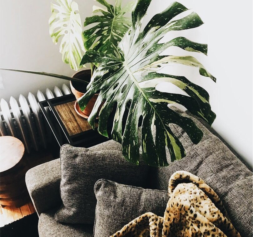 plant above grey couch