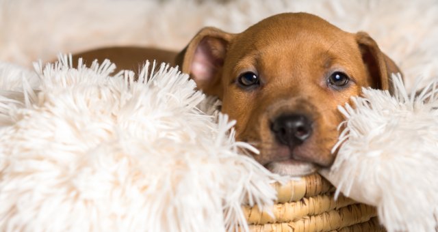 Mix breed tan brown puppy canine dog lying down on soft white blanket in basket looking happy, pampered, hopeful, sweet, friendly, cute, adorable, spoiled